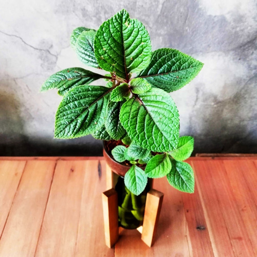 Imagen 5 de 10 de Dolar Negro Little Plant 24 Con Soporte, Maceta Autorregante