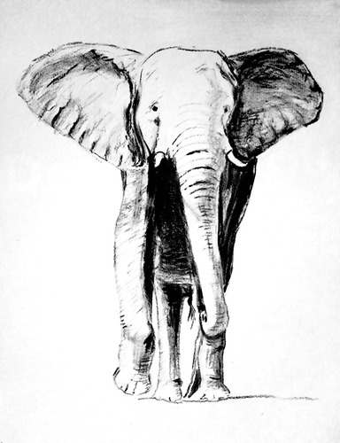 Cuadro 20x30cm Elefantes Animal Salvaje Belleza Natural M1