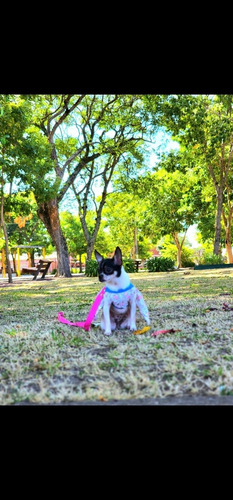 Imagen 4 de 9 de Hermoosa Chihuahua Hembrita Chuy Pinscher No