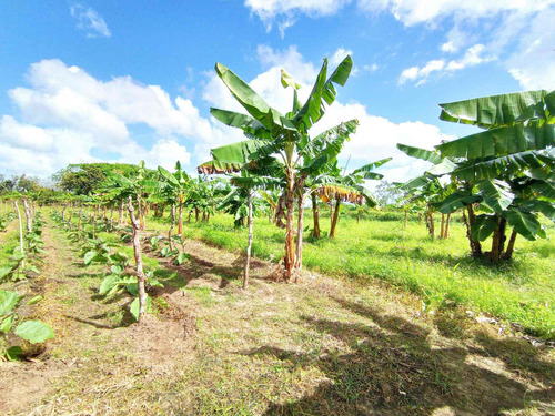 Imagen 13 de 18 de Se Vende Finca Av Cruz Peraza Maturin Ve01-1293cp-mamot