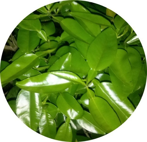 Aceite Curar Arboles Frutales Insecticida Acaricida Alto Ren