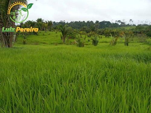 Imagem 11 de 15 de Fazenda À Venda Em Pacaja - Pa - De 1.900 Alqueires (dupla Aptidão) - 1649