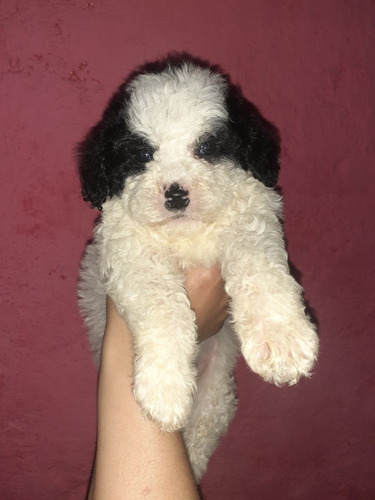 Imagen 6 de 6 de Caniche Hembra Panda