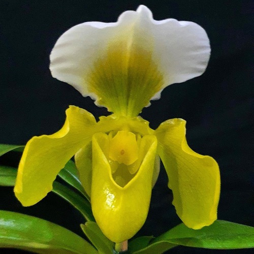 Muda De Orquídea Sapatinho Paphiopedilum Big Green. | MercadoLivre