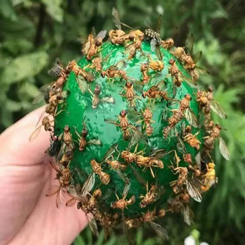 Trampas Para Bola Pegajosa Para Trampa Para Moscas De La Fru