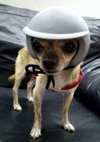 Casco Motociclista Para Chihuahua