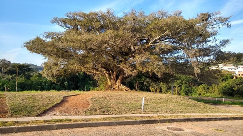 Terreno Em Campo Novo - Lu429497