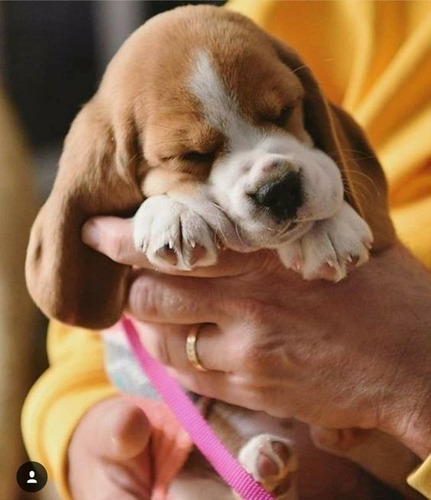 Cachorro Beagle Perrito Bigle Puppy Cachorrito