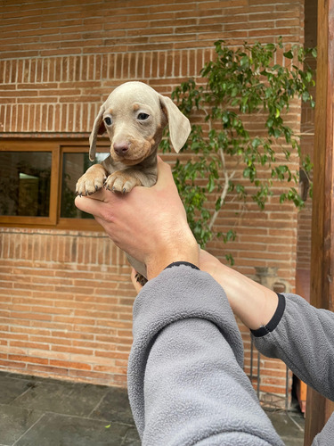 Perritos Salchicha Dachsund Isabella Y Blue Exótico