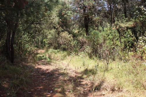 Imagen 5 de 10 de Gran Terreno En Paraje Tetecuintla, Huitzilac, Morelos.
