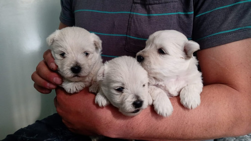 Tiernos West Highland White Terrier Inscritos Kennel Club