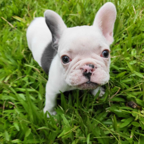 Bulldog Francês Blue Pied