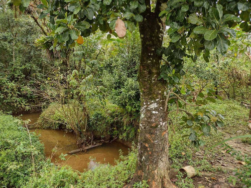 Imagem 4 de 14 de Chácara De 1 Alqueire De Terra Com Casa Simples Em Juquia Sp