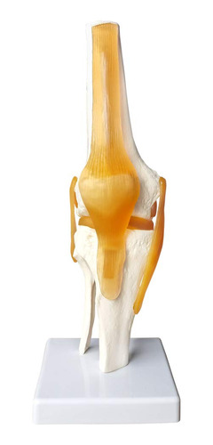 Modelo De Articulación De Rodilla Funcional Humana, Con Li.