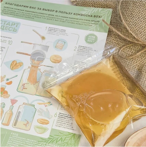Kombucha Scoby Hongo Madre Hermético Envío Gratis