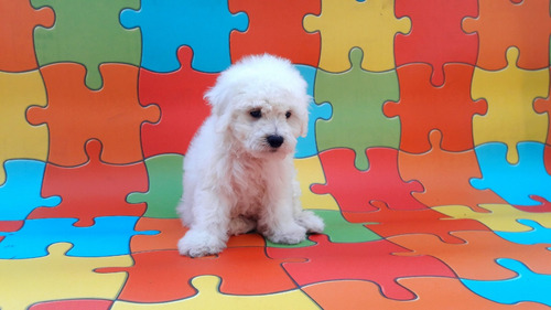 Bichon Frise Celular. 9#5#8#7#4#9#2#7#2 La Molina