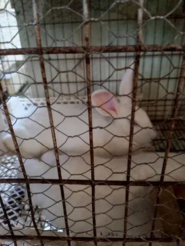Conejos Mascotas O Para Cria