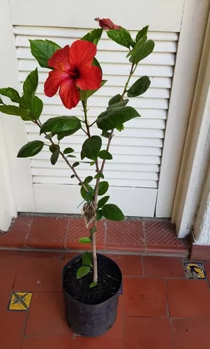 Rosa China Hibiscus Rosa -sinenensis (varios Colores) | MercadoLibre