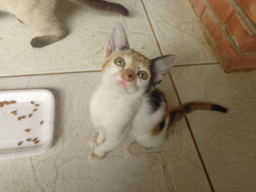 Doacao De Filhotes De Gatos