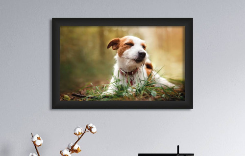 Cuadro Decorativo Jack Russell 62.3 X 40cm 