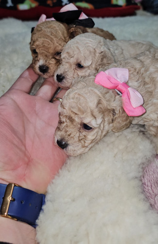 Poodle Toy Apricot