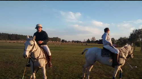 Campo 15,5 Has, Excelente . Oportunidad!!