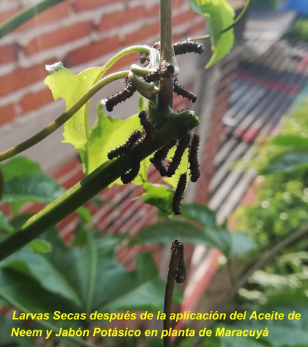 Extracto De Neem, Jabón Potásico Y Bacillus Thuringiensis