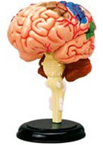 Modelo Anatómico De Cerebro Humano 4d- Plaything Pl7654