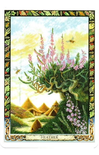 The Druid Plant Oracle Brinde Cartas Caminho Sagrado