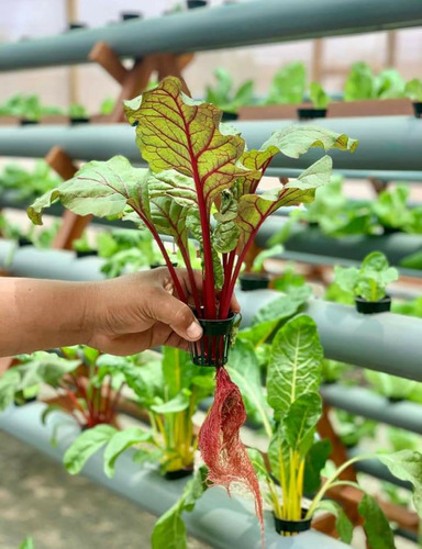 Techos Verdes, Vivero En Casa , Hidroponia