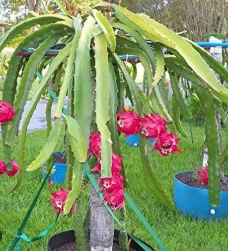 2 Pitahaya Cactus (dragón Fruit) Para Jardin O Huerto Pitaya