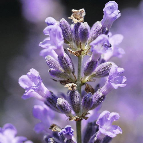 Semillas De Lavanda 0.5 Gr Rinde Hasta 500 Plantas