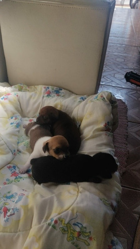 Imagem 4 de 5 de Pinscher A Venda