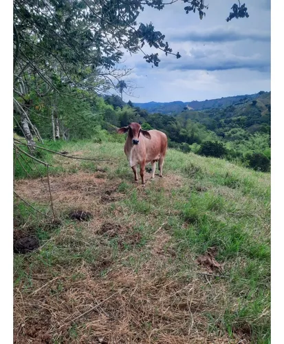 Venta Finca La Tebaida Cultivada En Pasto - 40 Cuadras
