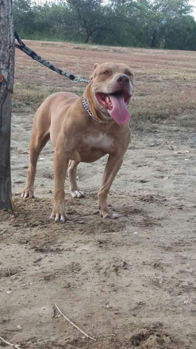 Filhote De Pitybull Macho 2 Messe Ja Vacinado