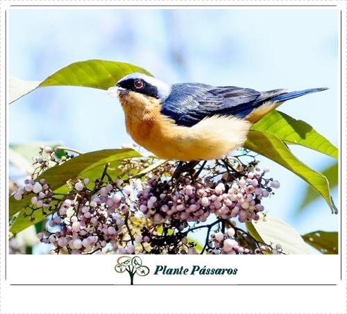 100 Sementes Calicarpa (callicarpa Reevesii) - Atrai Aves