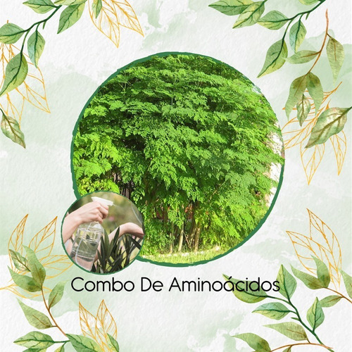 Combo De Aminoácidos Concentrado Para Moringa Oleifera