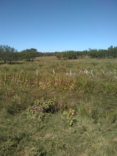 Campo Ganadero En Sauce Ctes