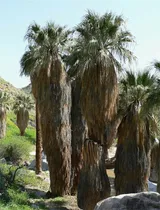 Comprar Semillas De Arboles De Plantas Raras Mas De 20 Semillas De P