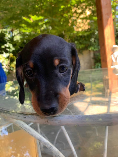 Imagen 6 de 8 de Preciosos Cachorros Salchicha Dachshund Mini
