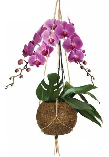 Kokindama Vaso Fibra Coco Suporte Lírio Orquídea Rosa Jardim