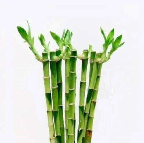 Lucky Bamboo Bambu De La Suerte Recto 40 Cm Solo Vara X10