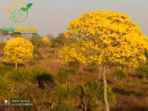 Imagem 15 de 15 de Fazenda À Venda Em Monte Santo - To - 576 Hectares (pecuária) - 2043