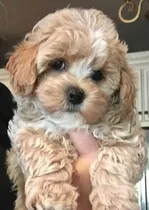 Comprar Maltipoo Cachorros Super Calidad