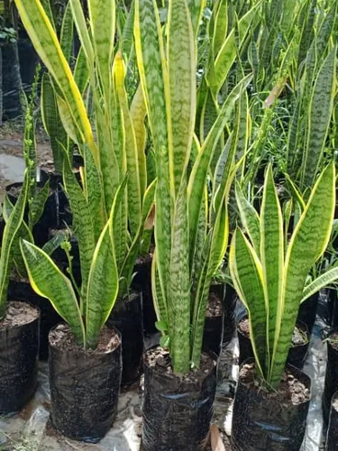 Plantas Lengua De Suegra