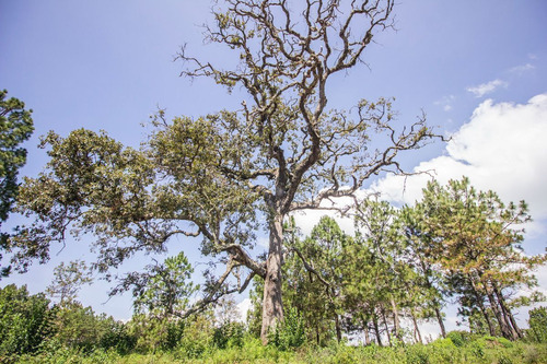 Terreno En Venta En Real De Encinos, Tapalpa, Jalisco.