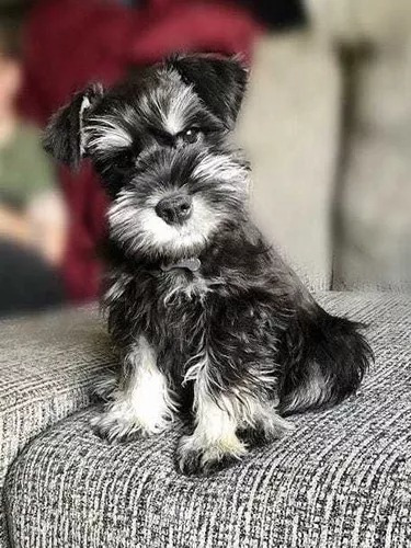 Cachorro Schnauzer Mini. Estancia La Nicola 05