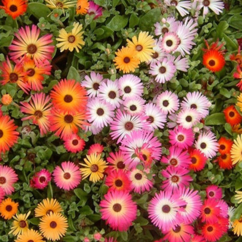 Imagen 3 de 5 de 40 Semillas De Rayito De Sol - Ficoide Mix - Flor Premium