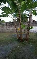 Chácara Com 2 Dormitórios À Venda, 675 M² Por R$ 239.000,00 - Jamaica - Interior - Itanhaém/sp - Ch0670