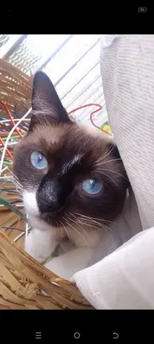 Gato En Adopción Siamés